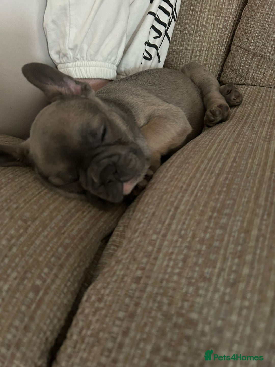 French Bulldog dogs for sale: Luna a 6 month old French bulldog puppy  - Image 2