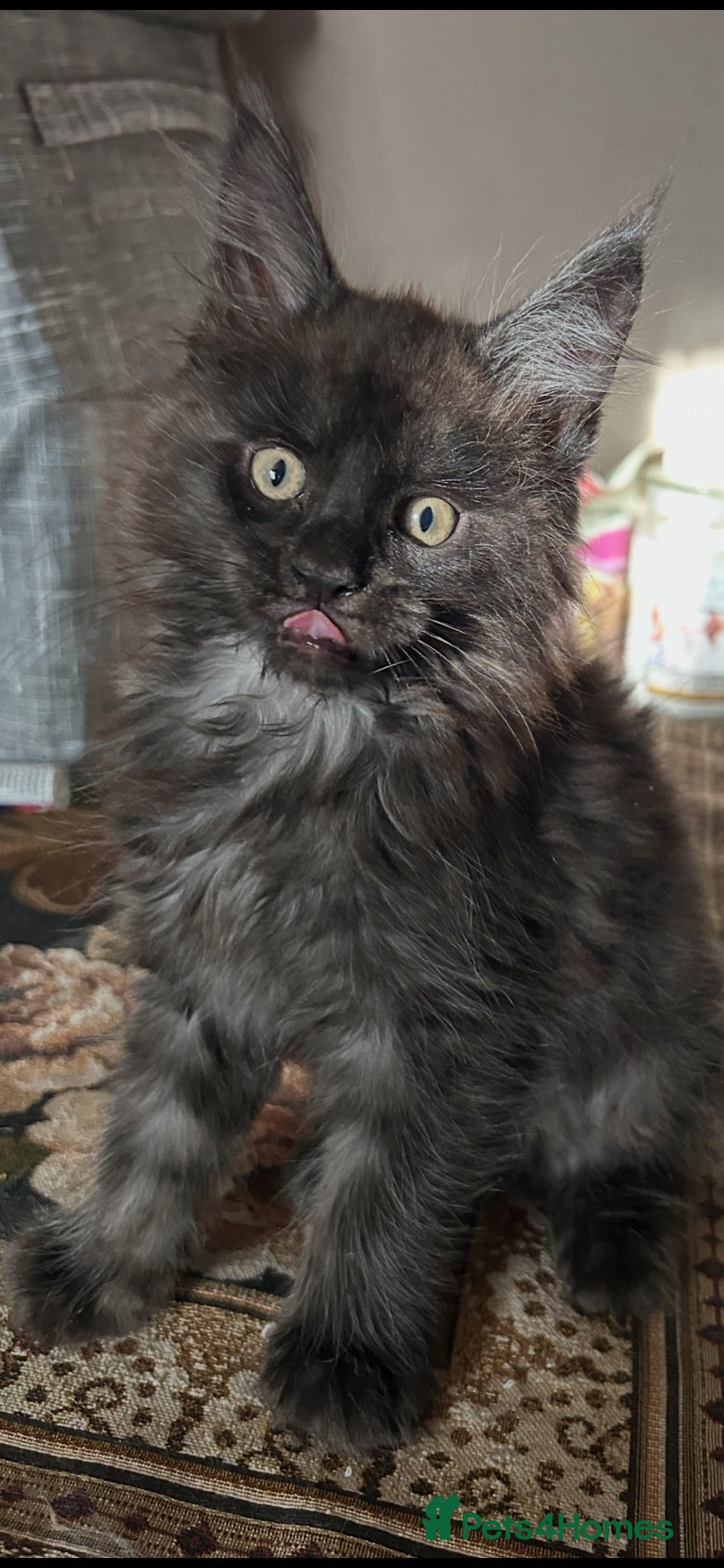 Maine Coon cats Beautiful russian mainecoon kittens  - Advert 13