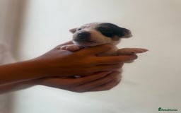Jack Russell dogs for sale: Beautiful Jack Russell Litter - Image 24