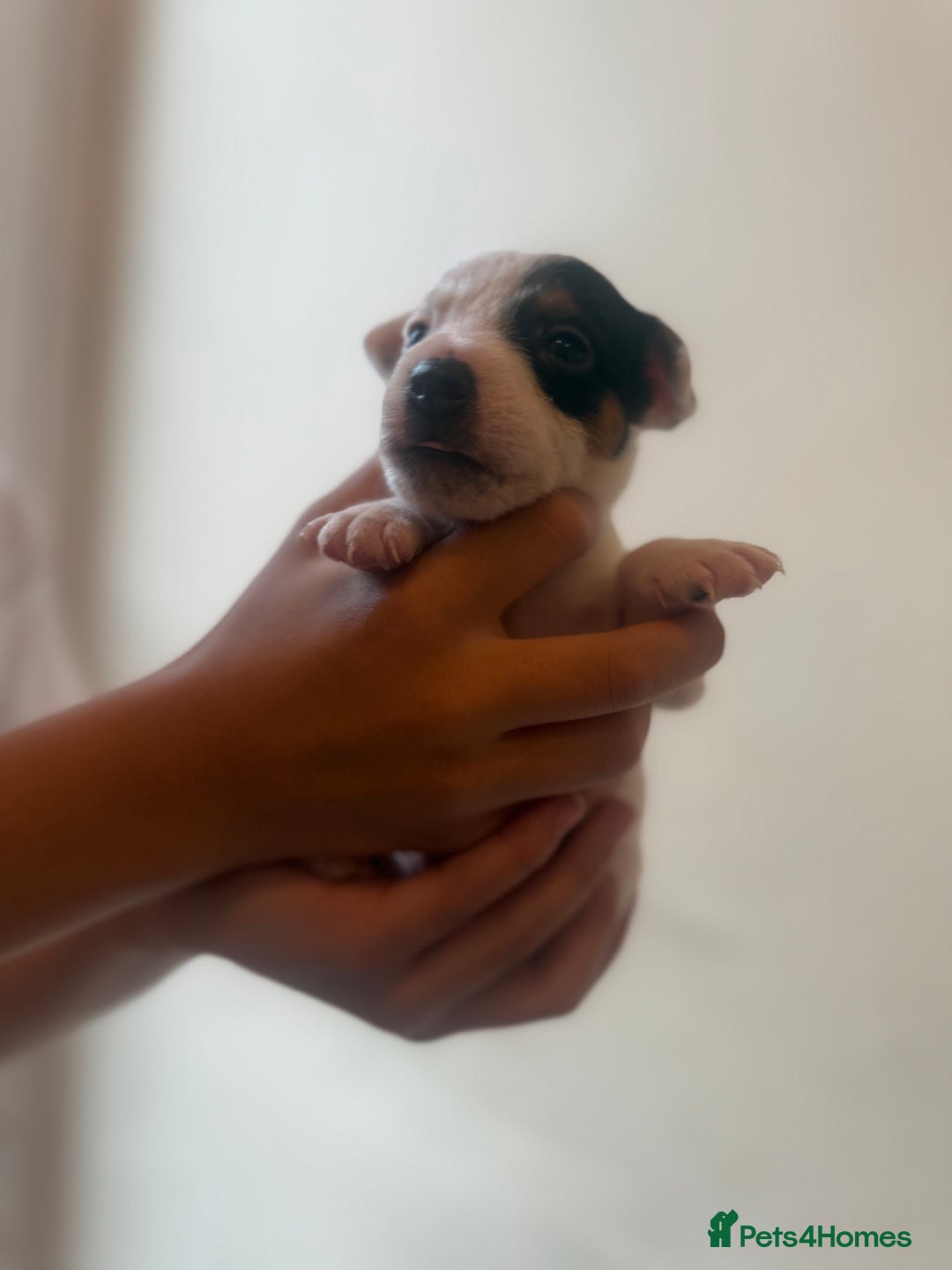 Jack Russell dogs for sale: Beautiful Jack Russell Litter - Image 24