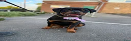 Rottweiler dogs for sale: 6month old Rottweiler puppy  - Advert 2