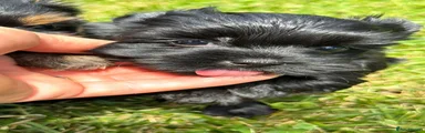 Yorkshire Terrier 1