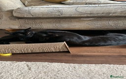 Bombay cats for sale: cats  - Image 16