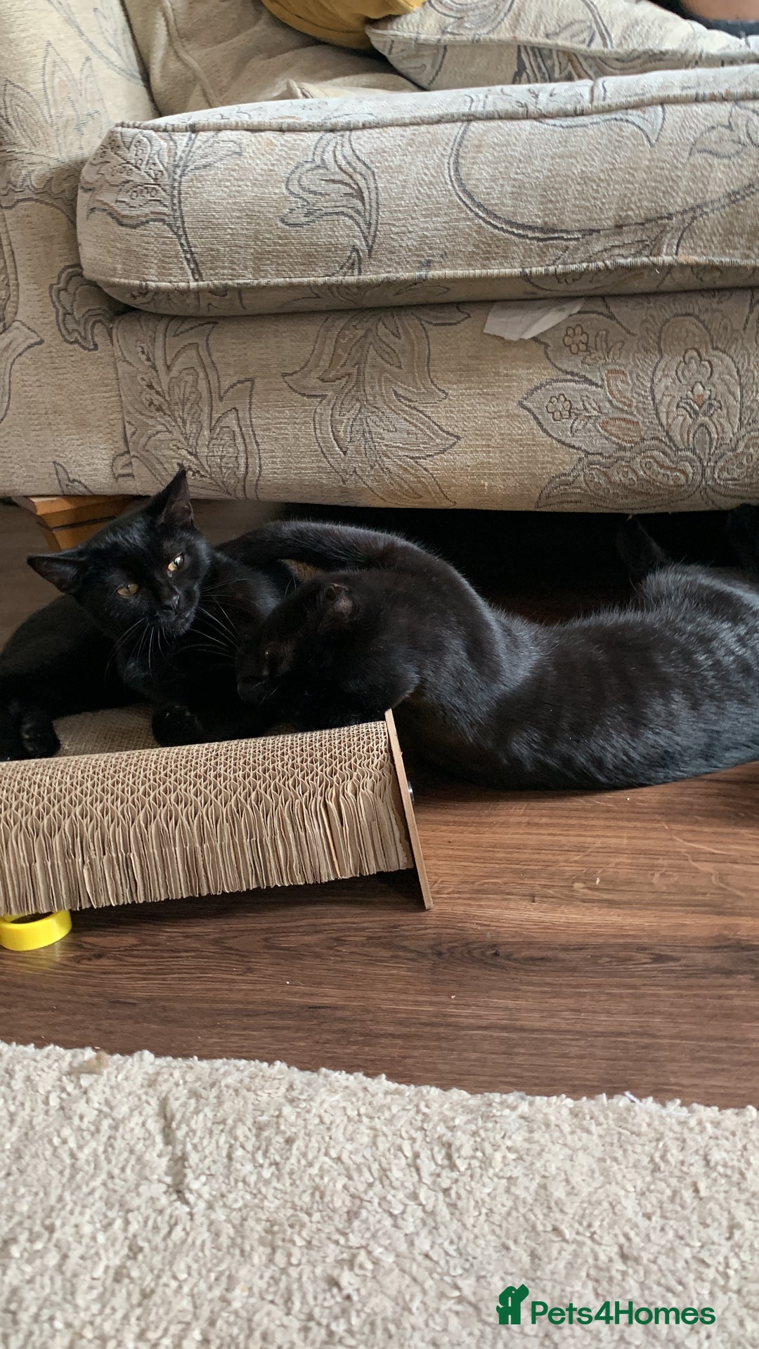 Bombay cats for sale: cats  - Image 16