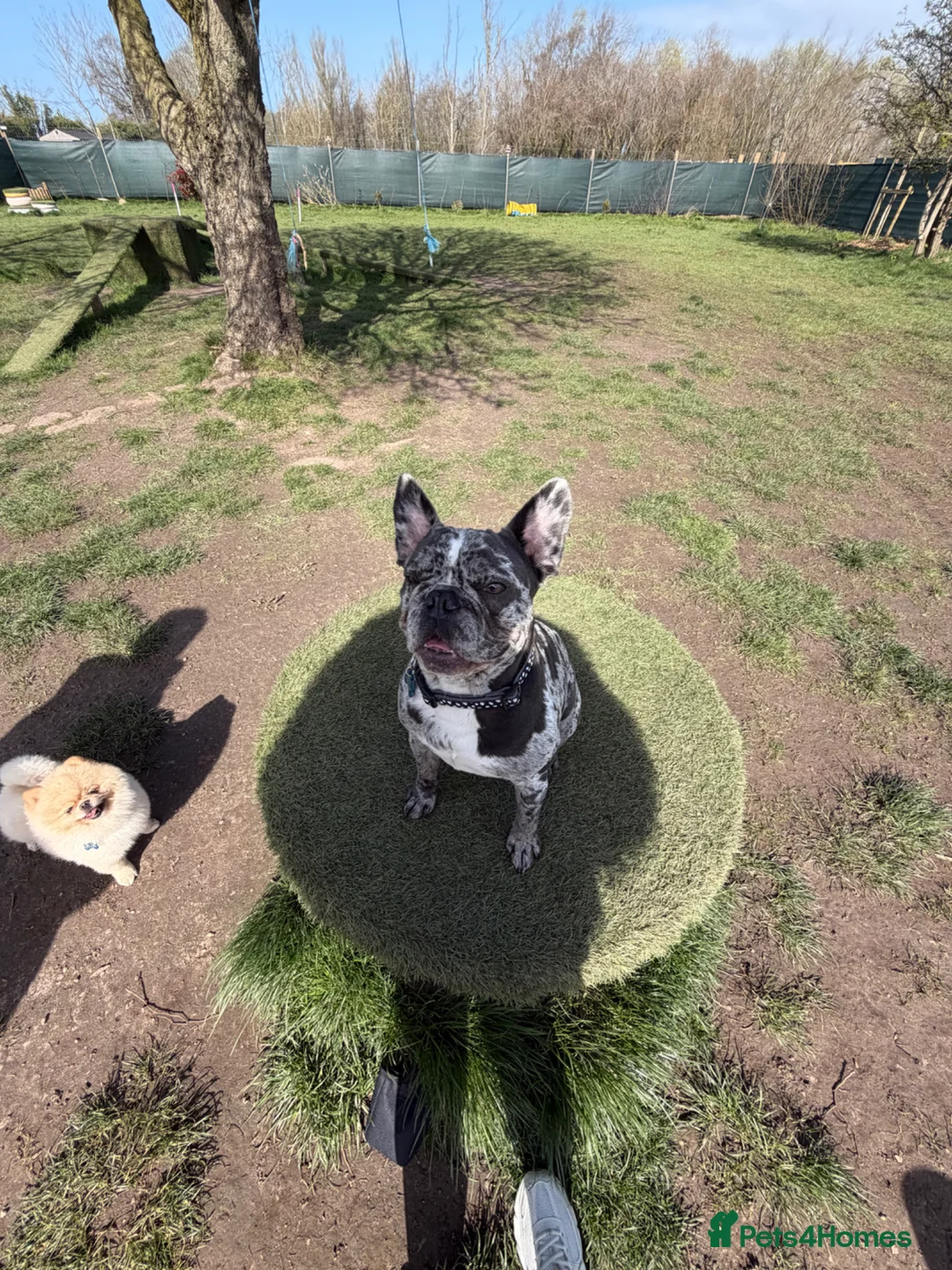 French Bulldog dogs for stud: *Merle French bulldog for stud* in Liverpool - Advert 4