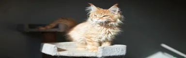 Maine Coon 3