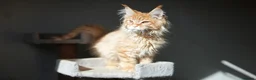 Maine Coon cats for sale: Pedigree Maine Coon Kittens WCF Registered  - Advert 7
