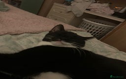 Mixed Breed cats for sale: Susie  - Image 6
