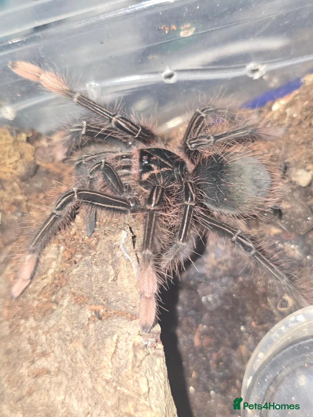 Tarantulas invertebrates for sale: Tarantula list - Advert 8