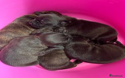 Mixed Breed dogs for sale: Staffy X Rottweiler puppies for sale - Image 5