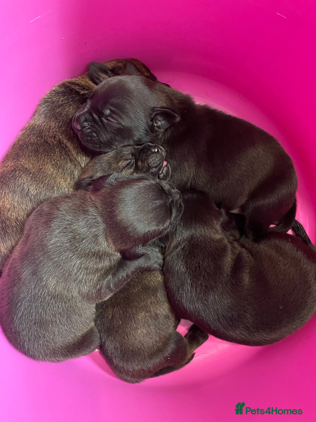 Mixed Breed dogs for sale: Staffy X Rottweiler puppies for sale - Image 5