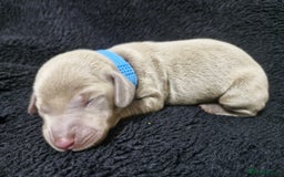 Miniature Dachshund dogs for sale: 🌟QUALITY KC REG & PRA CLR MINIATURE DACHSHUNDS🌟 - Image 15