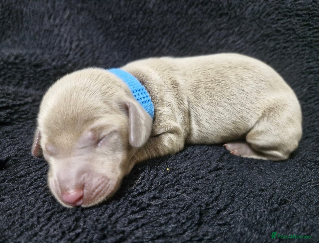 Miniature Dachshund dogs for sale: 🌟QUALITY KC REG & PRA CLR MINIATURE DACHSHUNDS🌟 - Image 15