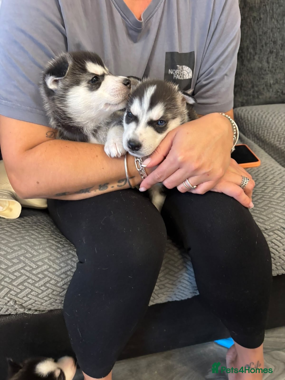 Siberian Husky dogs for sale: Beautiful husky pups - Advert 21