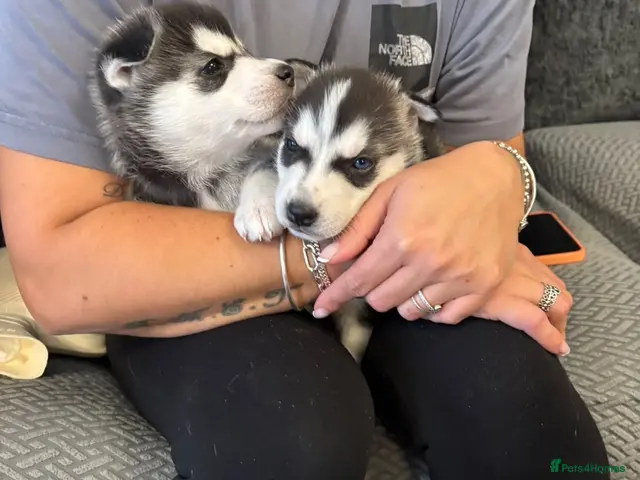 Siberian Husky dogs for sale: Beautiful husky pups - Advert 12
