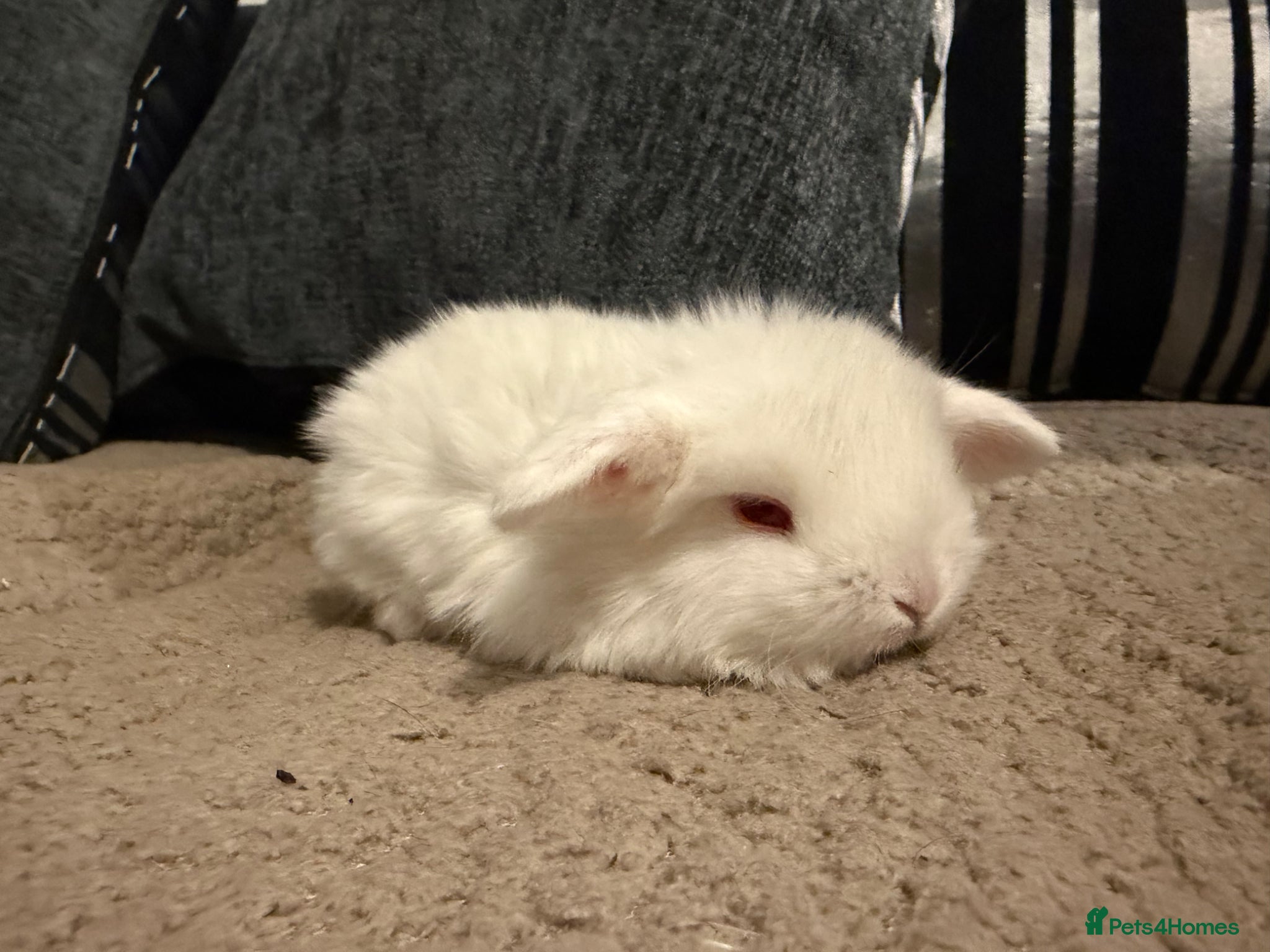 Mini Lop rabbits Only white left MINI LOPS READY 12th April - Advert 18