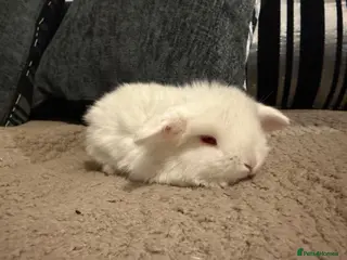 Mini Lop rabbits Only white left MINI LOPS READY 12th April - Advert 18