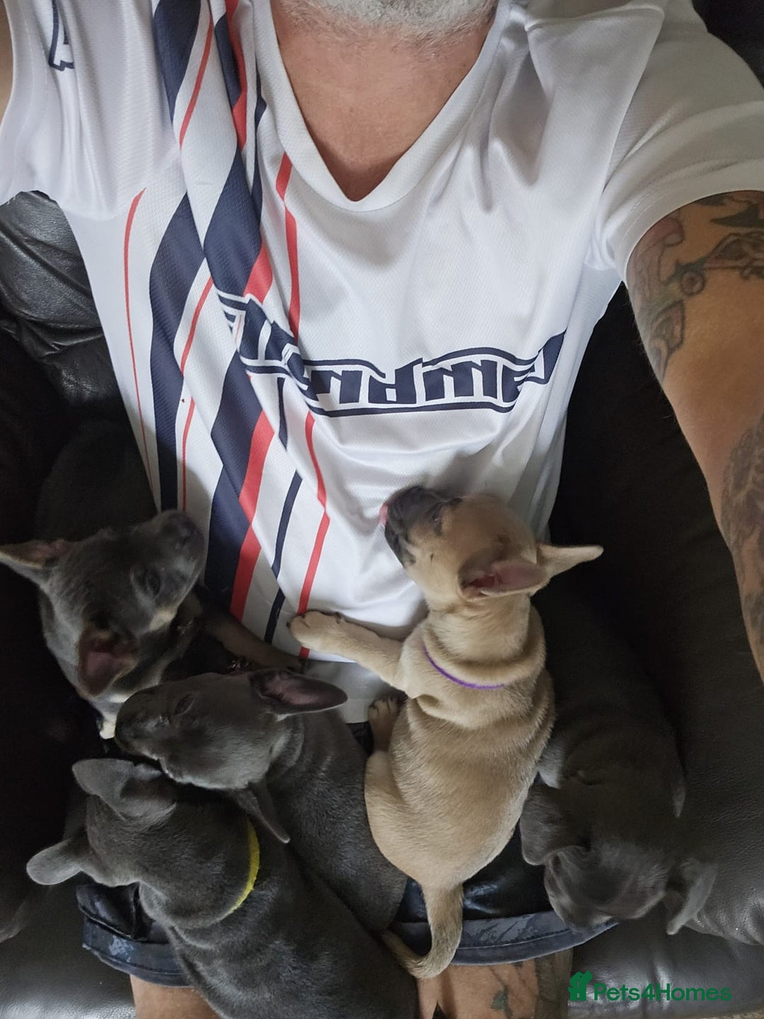 Mixed Breed dogs for sale: 🐶 Lovely Frenchie x Chihuahua Puppies - Image 10
