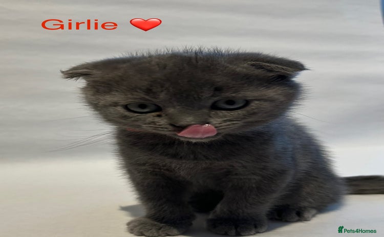 Ragdoll cats - Advert 2