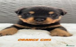 Rottweiler dogs for sale: Beautiful KC Rottweiler puppies - Image 31