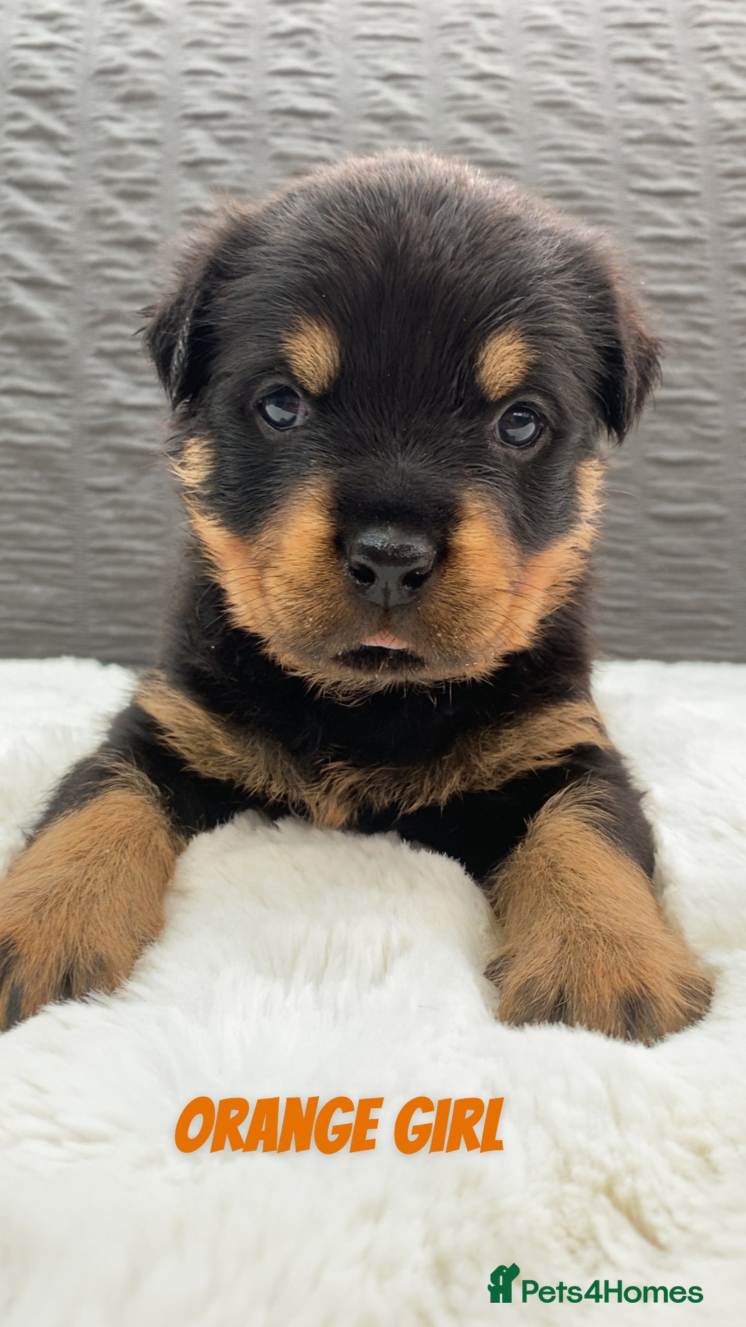 Rottweiler dogs for sale: Beautiful KC Rottweiler puppies - Image 31