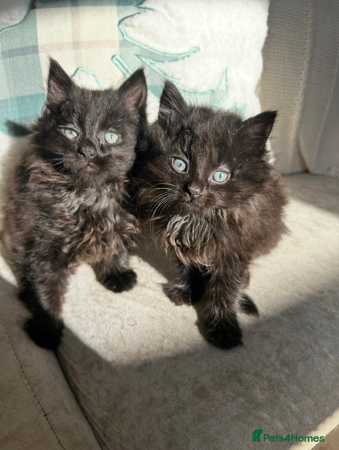 Mixed Breed cats for sale: Black Smoke Ragdoll X Maine Coon Kittens - Advert 4