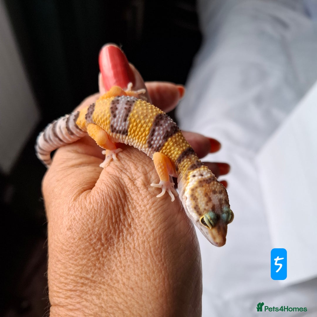 Gecko reptiles for sale: Leopard gecko babies - Image 2