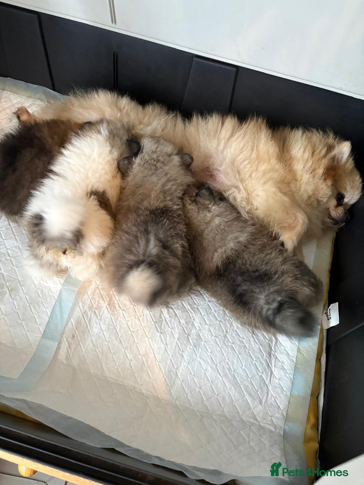 Pomeranian dogs Three Female Pomeranians  - Advert 8