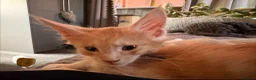 Maine Coon cats for sale: 🐾 Stunning TICA Registered Maine Coon Kittens  - Advert 14
