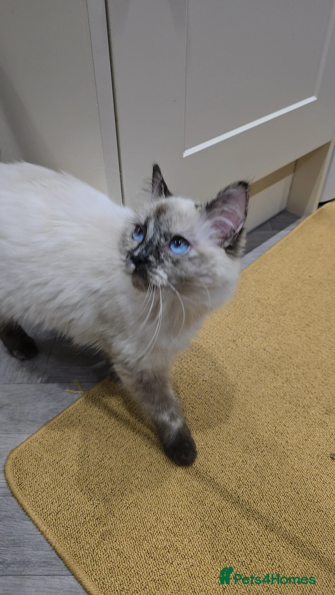 Ragdoll cats for sale: GCCF Registered female. Ready now.  - Advert 3