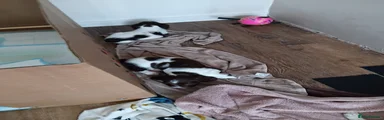 English Springer Spaniel 6