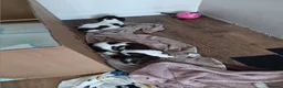 English Springer Spaniel dogs for sale: English springer spaniel puppies  - Advert 7