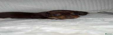 Dachshund 7