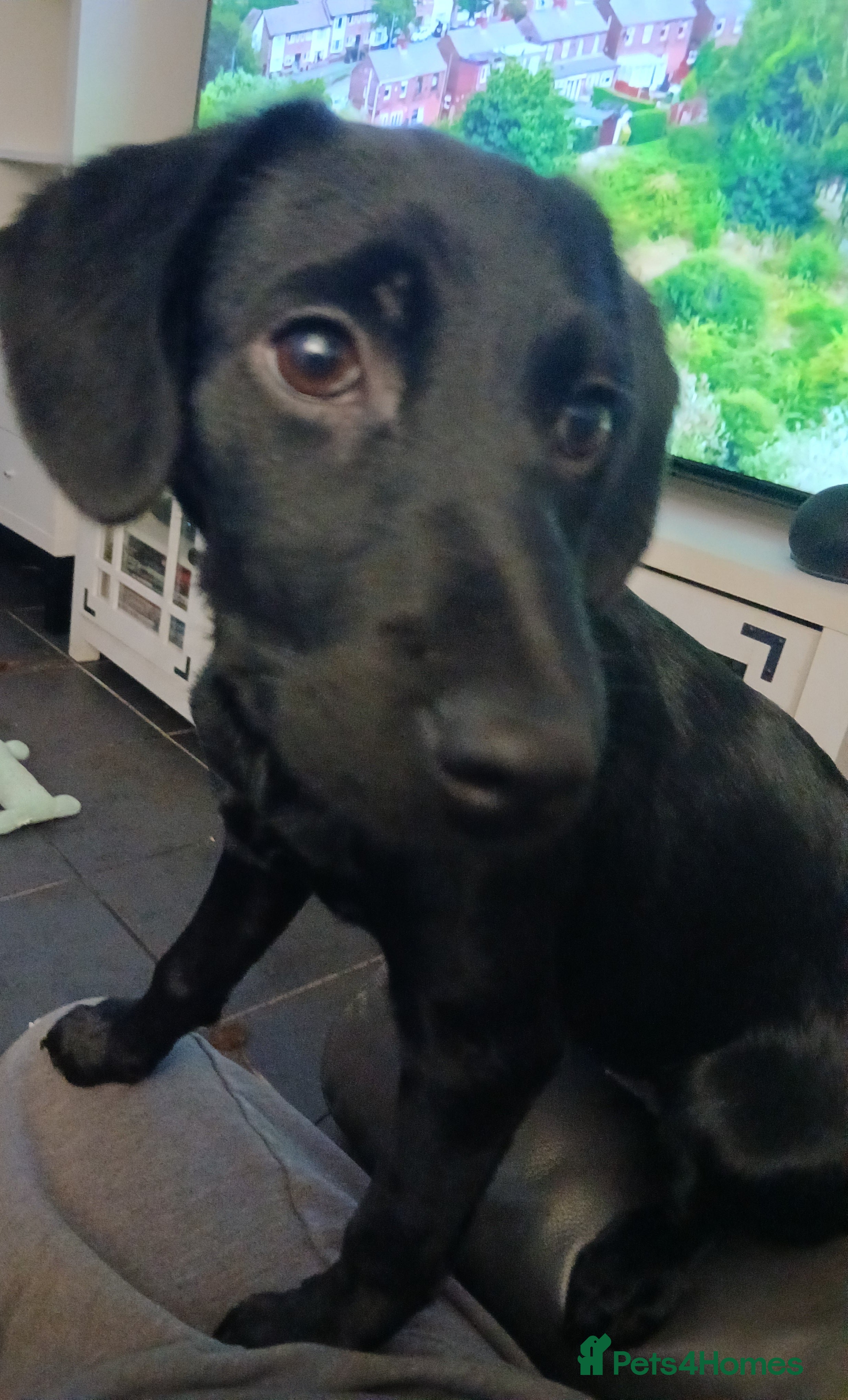 Mixed Breed dogs Bailey - Advert 16