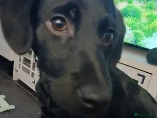 Mixed Breed dogs Bailey - Advert 1