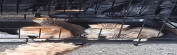 Mixed Breed cats for sale: Bengamese mix litter - Advert 17