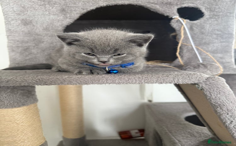 British Shorthair cats - Advert 4