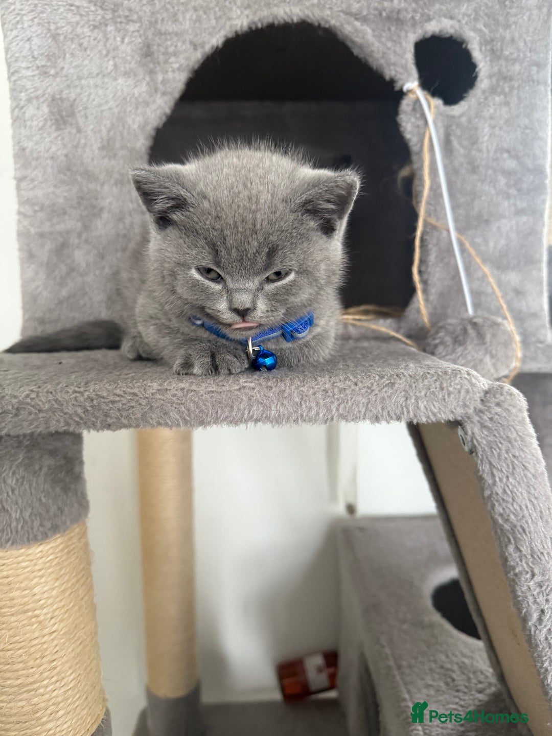 British Shorthair cats for sale: 8 week old British shorthair  - Image 1
