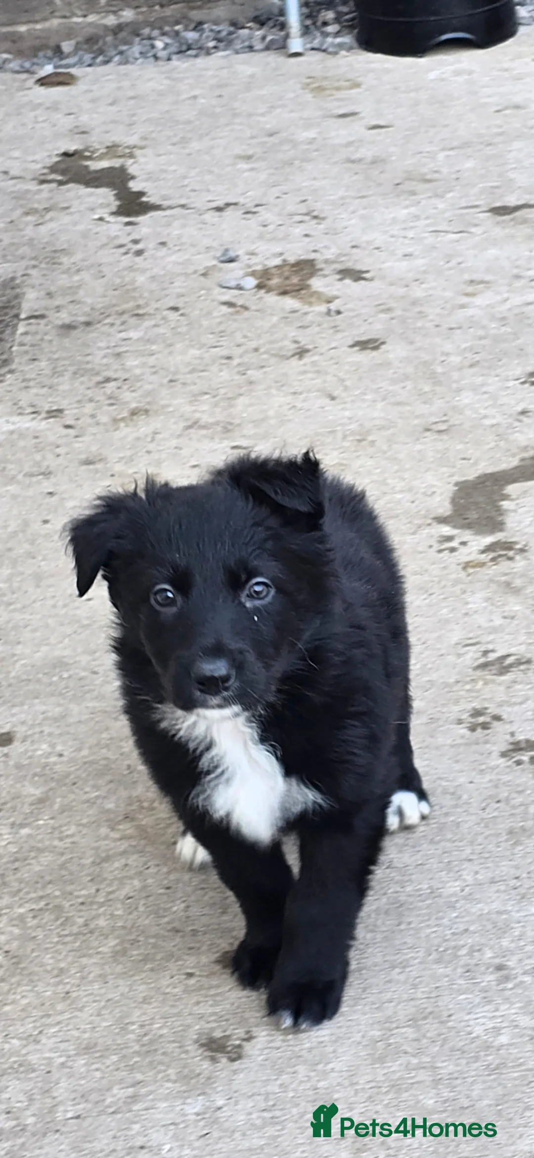 Mixed Breed dogs for sale: 💥3 BOYS LEFT💥💕8 black beautiful shollie pups💕 - Advert 29