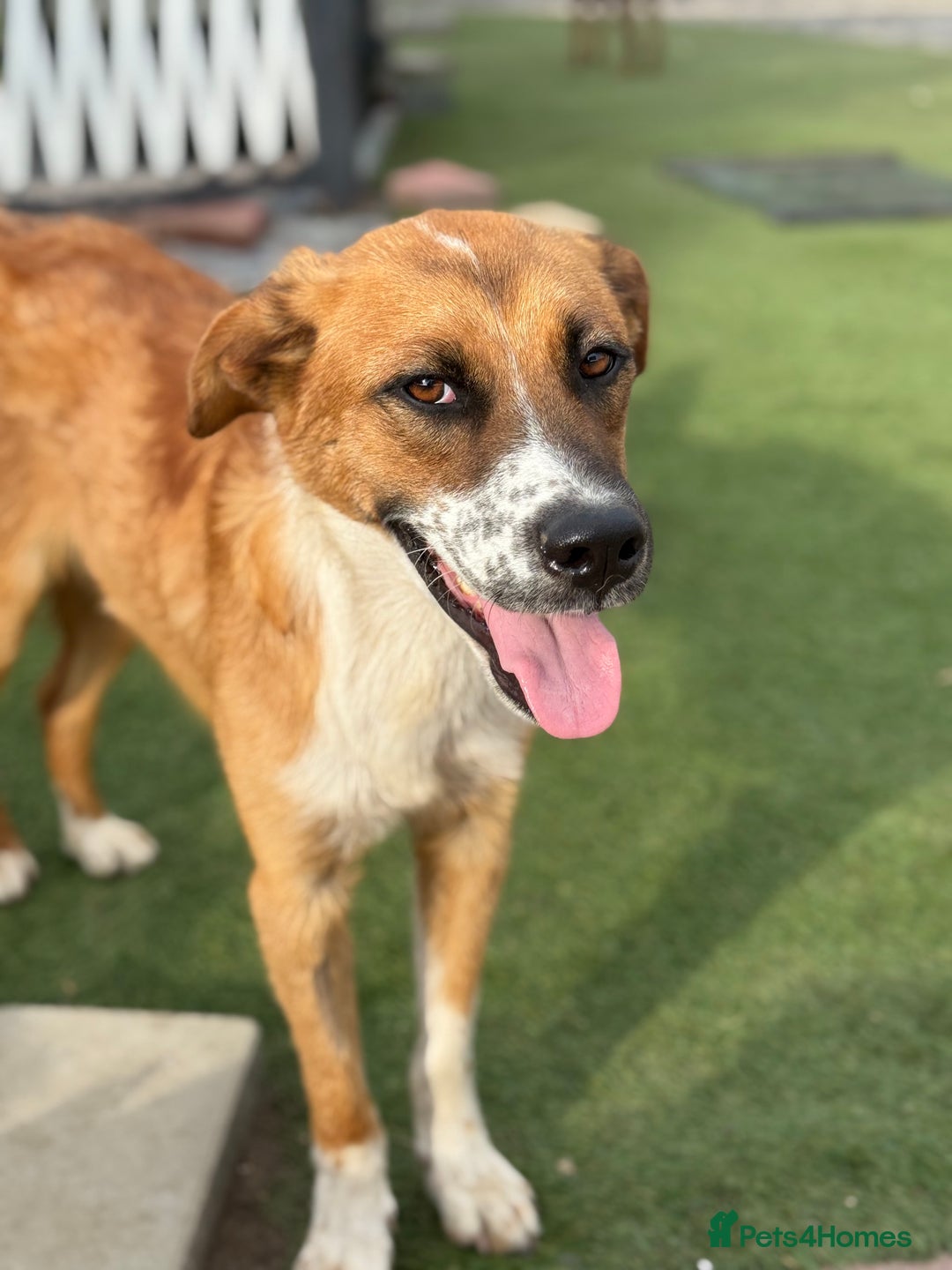 Mixed Breed dogs for adoption: Sweet Armin looking for LOvE - Image 9