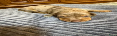 Miniature Dachshund 3