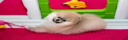Pomeranian dogs for sale: Adorable Pomeranian puppies for sale - Advert 8
