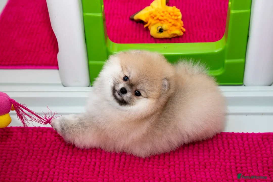 Pomeranian dogs for sale: Adorable Pomeranian puppies for sale - Advert 8