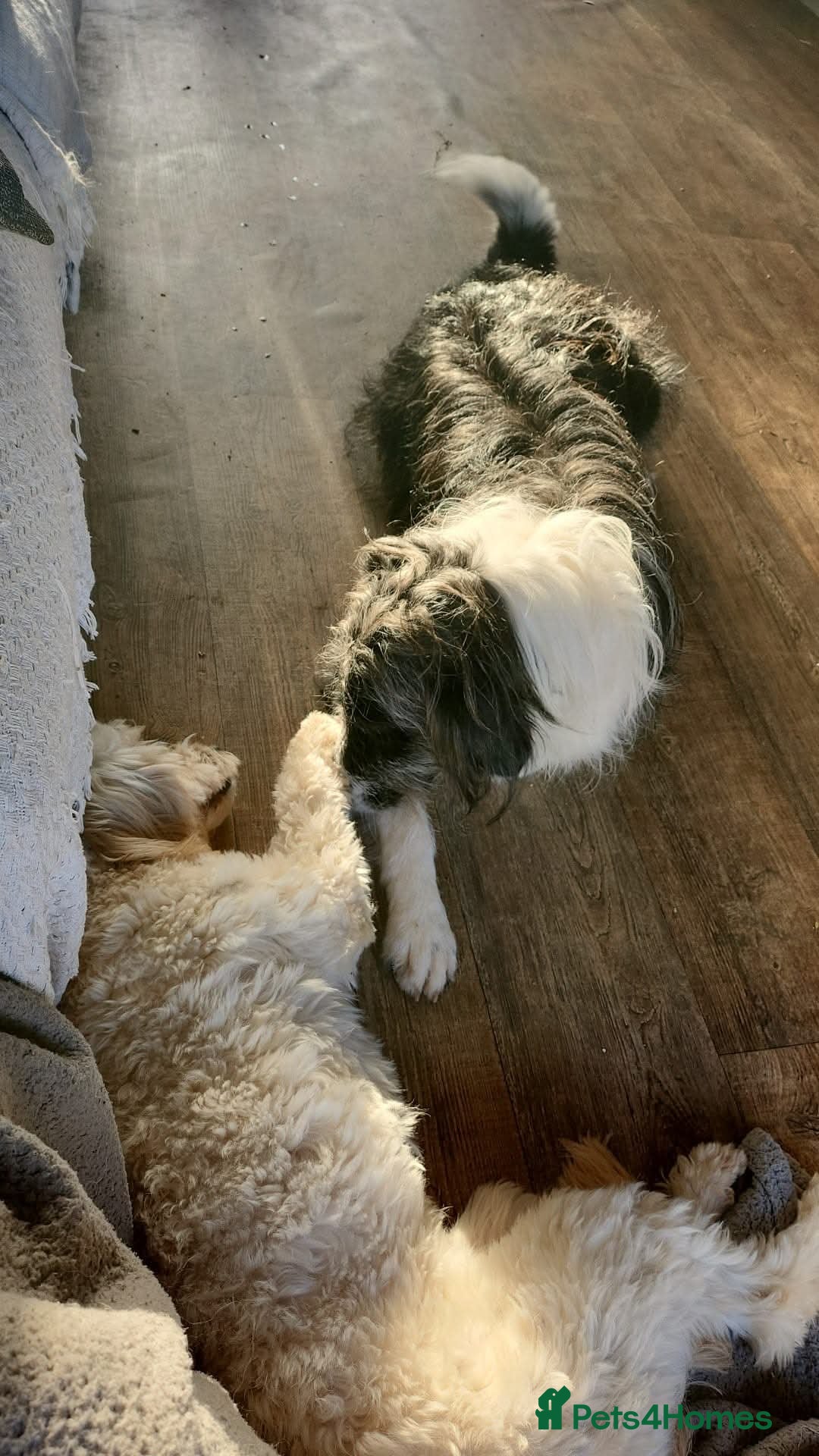 Mixed Breed dogs for adoption: Meet Lumi, currently residing in Somerset  - Advert 13