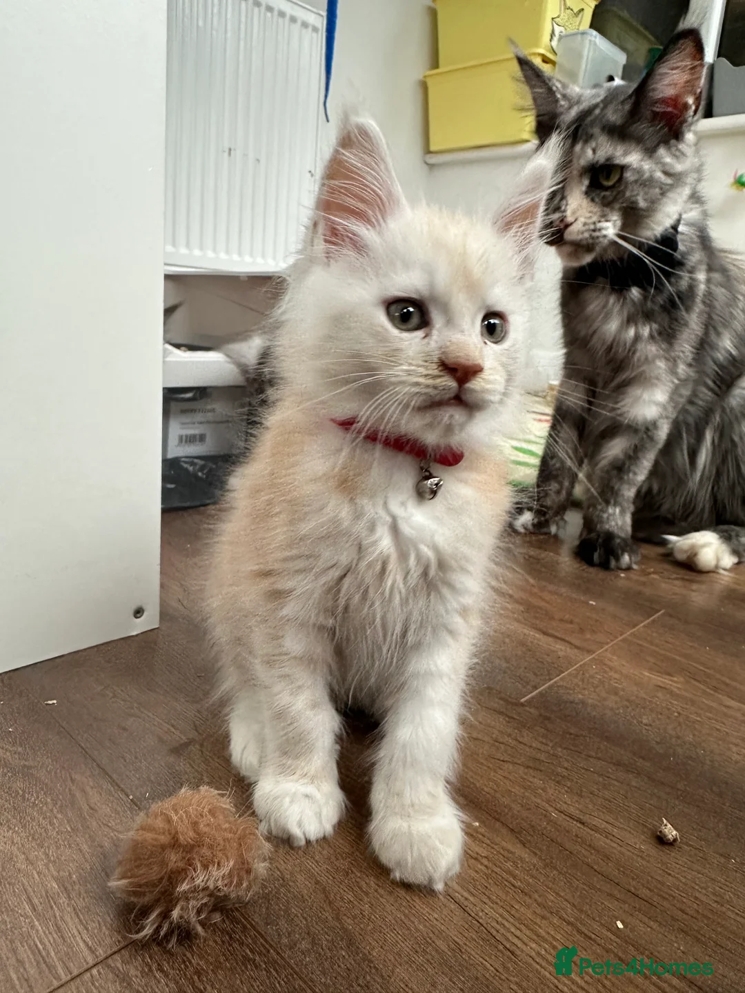 Maine Coon cats for sale: Kittens main coon in Nottingham - Advert 5