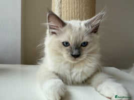 Ragdoll cats - Advert 2