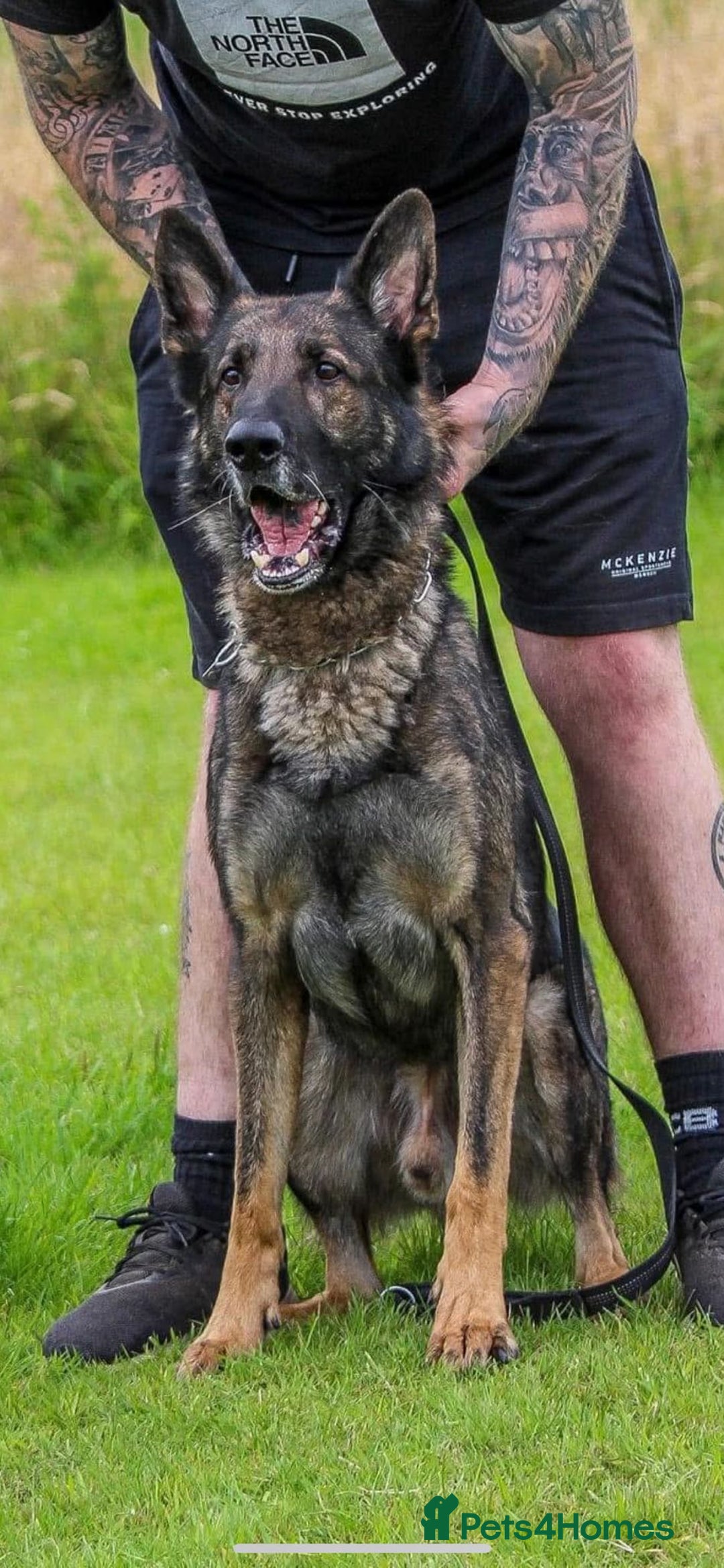 German Shepherd dogs for sale: Beautiful Working Line German Shepherd Puppies - Image 3