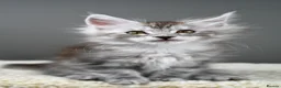 Maine Coon cats for sale: Black Smoke undercoat kittens  - Advert 23