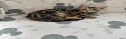 Bengal cats for sale: Bengal kittens for sale - Advert 11