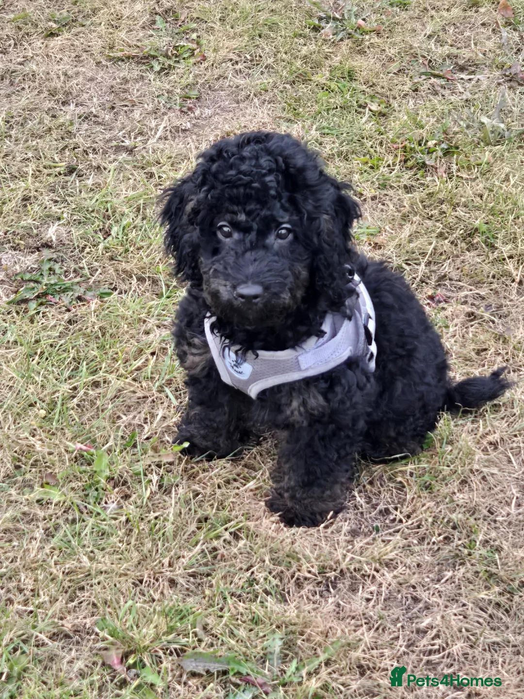 Toy Poodle dogs for stud: KC Register Phantom Toy Poodle for stud in Halifax - Advert 6